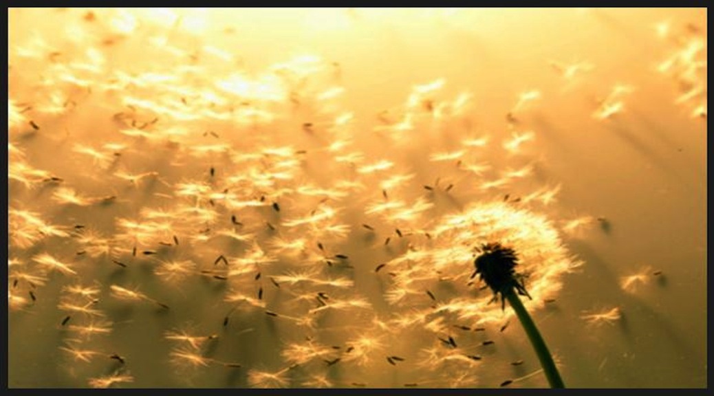 Letting go - dandelion seeds as spiritual metaphor.